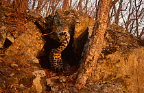 Wild Amur leopard entering den (Panthera pardus orientalis) Kedrovapad NR, Far East Russia,