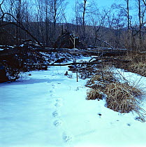 Tracks of Amur leopard in snow (Panthera pardus orientalis) Far East Russia, Ussuriland, South Primoskiy Region.