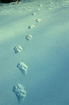 Tracks of wild Amur leopard in snow (Panthera pardus orientalis) Kedrovapad NR, Far East Russia,