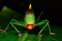 Bush cricket (Copiphora). Yasuni NP, Ecuador, South America