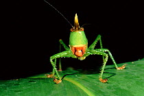 Bush cricket (Copiphora). Yasuni NP, Ecuador, South America