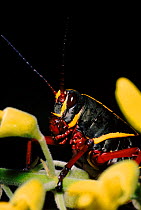 Eastern lubber grasshopper juvenile (Romale microptera) Florida USA