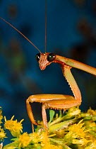 Praying mantis (Empusa pennata)