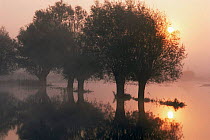 Peaceful river scene at sunrise, Poslaski region, Poland