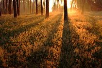 Forest scene at sunrise. East Poland, Europe