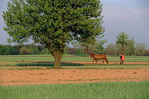 Horse drawn plough. Podasie region, Poland, Europe