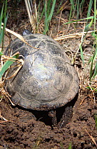 European pond turtle laying eggs (Emys orbicularis) Zwolenka river, Poland