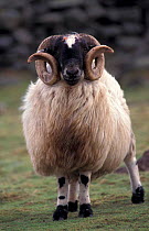 Black faced domestic sheep. Ram (Ovis aries) Scotland, UK.