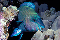 Rusty parrotfish rests in coral (Scarus ferrugineus) Red Sea