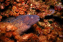 St Helena moray eel (Muraena helena). Mediterranean