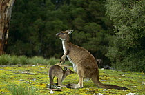Western grey kangaroo with joey {Macropus fulginosus} Australia