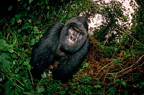 Mountain gorilla silverback male (Gorilla gorilla beringei) Zaire Virunga NP Rafiki
