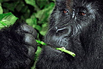 Mountain gorilla silverback chewing plant stem (Gorilla gorilla beringei)  Virunga NP, DR of Congo 'Rafiki'