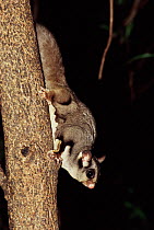 Sugar glider / Gliding possum (Petaurus breviceps) Lamington NP, Queensland Australia.