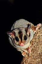 Sugar glider /Gliding possum (Petaurus breviceps) Lamington NP, Queensland, Australia