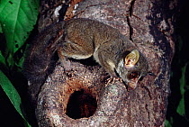 Demidoff bushbaby (Galago / Galagoides demidoff) Epulu, Zaire. Ituri Rainforest Reserve