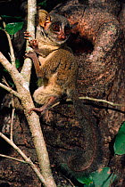 Demidoff's bushbaby (Galago / Galagoides demidoff), climbing Epulu, Zaire. Ituri Rainforest Reserve