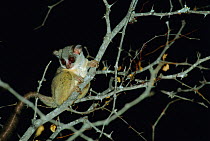 Northern lesser bushbaby, night (Galago senegalensis) South Africa Kruger NP
