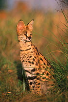 Serval (Felis serval) Serengeti NP, Tanzania