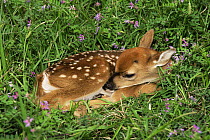 Whitetail deer fawn (Odocoileus virginianus) sleeping in grass, Texas, USA
