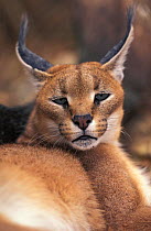 Caracal portrait {Felis caracal} South Africa