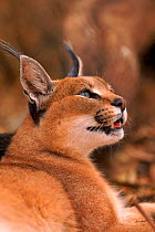 Caracal (Felis caracal). De Wildt wildlife preserve, South Africa