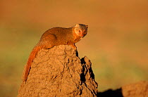 Dwarf mongoose on termite mound, Tanzania