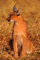 Caracal (Felis caracal). Africat Trust, Namibia, Southern Africa