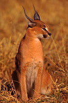 Caracal (Felis caracal) Namibia, Africat Trust