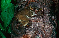 Demidoff's bushbaby (Galago / Galagoides demidoff) Epulu Ituri Rainforest Reserve, Dem Rep Congo