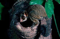 Demidoff's bushbaby in rainforest (Galago / Galagoides demidoff) Epulu, Ituri, Dem Rep Congo