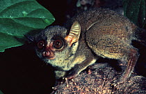 Demidoff's bushbaby (Galago / Galagoides demidoff) Epulu Ituri Rainforest Reserve, Democratic Republic of Congo, Central Africa