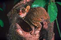 Demidoff's bushbaby (Galago / Galagoides demidoff), rain forest Dem Rep Congo (formerly, Zaire) Epulu, Ituri Rainforest Reserve