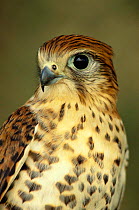 Mauritius kestrel portrait. (Falco punctatus) Mauritius