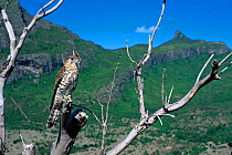 Mauritius kestrel (Falco punctatus) Moka mountains, Mauritius