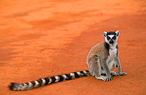 Ring-tailed lemur (Lemur catta) Berenty Reserve, Madagascar