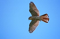 RF- Mauritius kestrel (Falco punctatus)  in flight. Mauritius. Endangered species. (This image may be licensed either as rights managed or royalty free.)