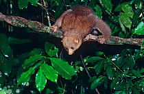 Potto (Perodicticus potto ibeanus) Epulu Ituri Rainforest Reserve, Dem Rep of Congo