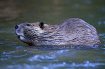 American beaver {Castor canadensis} in water, USA.