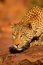 Leopard head portrait, Namibia. Captive animal