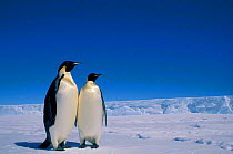 Emperor penguins, Antarctica. (Aptenodytes forsteri) Australian antarctic territory