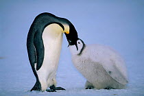 Emperor penguin feeding chick. (Aptenodytes forsteri) Australian Antarctic territory