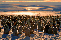 Emperor penguin colony chicks and adults, Australian Antarctic territory