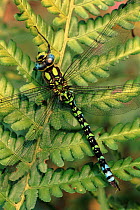 Southern hawker dragonfly male on fern, England, UK