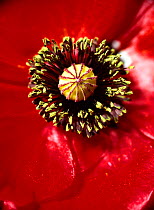 Common Poppy carpel and stamens. (Papaver rhoeas)