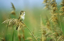 Great reed warbler (Acrocephalus arundinaceus) singing amongst reeds, Germany