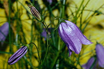 Harebell in flower ((Campanula rotundifolia) Scotland