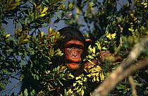 Chimpanzee {Pan troglodytes} orphan 'Tess' feeding in tree, Sweetwaters Chimpanzee Sanctuary, Kenya