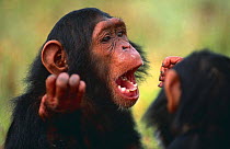 Chimpanzee {Pan troglodytes} orphan 'Tess' with 'Nika', Sweetwaters Chimpanzee Sanctuary, Kenya