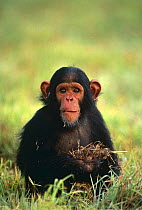 Chimpanzee {Pan troglodytes} orphan 'Nika', Sweetwaters Chimpanzee Sanctuary, Kenya